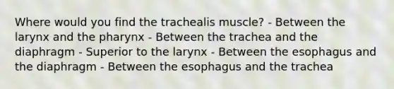 Where would you find the trachealis muscle? - Between the larynx and the pharynx - Between the trachea and the diaphragm - Superior to the larynx - Between the esophagus and the diaphragm - Between the esophagus and the trachea