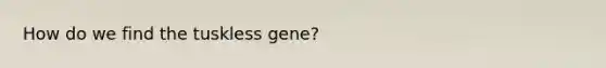 How do we find the tuskless gene?