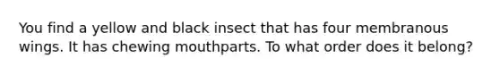 You find a yellow and black insect that has four membranous wings. It has chewing mouthparts. To what order does it belong?