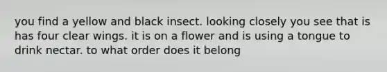 you find a yellow and black insect. looking closely you see that is has four clear wings. it is on a flower and is using a tongue to drink nectar. to what order does it belong