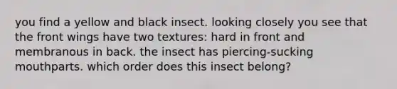 you find a yellow and black insect. looking closely you see that the front wings have two textures: hard in front and membranous in back. the insect has piercing-sucking mouthparts. which order does this insect belong?