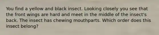 You find a yellow and black insect. Looking closely you see that the front wings are hard and meet in the middle of the insect's back. The insect has chewing mouthparts. Which order does this insect belong?