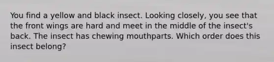 You find a yellow and black insect. Looking closely, you see that the front wings are hard and meet in the middle of the insect's back. The insect has chewing mouthparts. Which order does this insect belong?