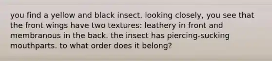 you find a yellow and black insect. looking closely, you see that the front wings have two textures: leathery in front and membranous in the back. the insect has piercing-sucking mouthparts. to what order does it belong?