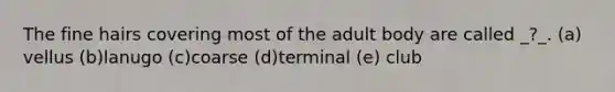 The fine hairs covering most of the adult body are called _?_. (a) vellus (b)lanugo (c)coarse (d)terminal (e) club