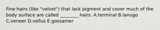 Fine hairs (like "velvet") that lack pigment and cover much of the body surface are called ________ hairs. A.terminal B.lanugo C.veneer D.vellus E.gossamer