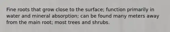 Fine roots that grow close to the surface; function primarily in water and mineral absorption; can be found many meters away from the main root; most trees and shrubs.