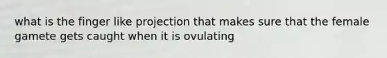 what is the finger like projection that makes sure that the female gamete gets caught when it is ovulating