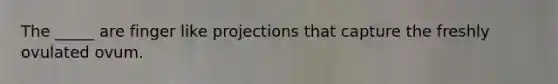 The _____ are finger like projections that capture the freshly ovulated ovum.