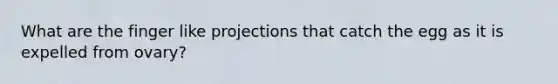 What are the finger like projections that catch the egg as it is expelled from ovary?