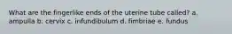 What are the fingerlike ends of the uterine tube called? a. ampulla b. cervix c. infundibulum d. fimbriae e. fundus