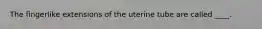 The fingerlike extensions of the uterine tube are called ____.