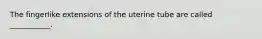 The fingerlike extensions of the uterine tube are called ___________.