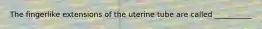 The fingerlike extensions of the uterine tube are called __________