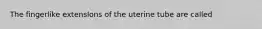 The fingerlike extenslons of the uterine tube are called