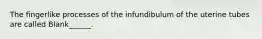 The fingerlike processes of the infundibulum of the uterine tubes are called Blank______.