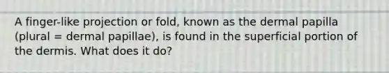 A finger-like projection or fold, known as the dermal papilla (plural = dermal papillae), is found in the superficial portion of the dermis. What does it do?