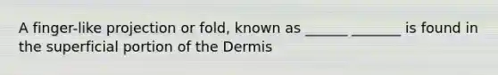 A finger-like projection or fold, known as ______ _______ is found in the superficial portion of the Dermis