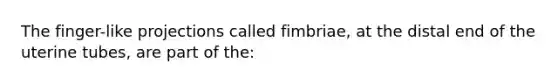 The finger-like projections called fimbriae, at the distal end of the uterine tubes, are part of the: