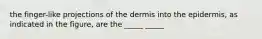 the finger-like projections of the dermis into the epidermis, as indicated in the figure, are the _____ _____