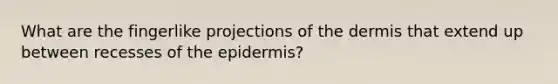 What are the fingerlike projections of the dermis that extend up between recesses of the epidermis?