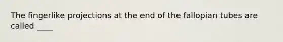 The fingerlike projections at the end of the fallopian tubes are called ____