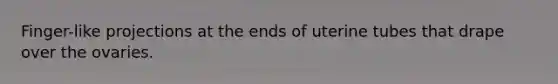 Finger-like projections at the ends of uterine tubes that drape over the ovaries.