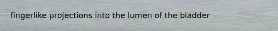 fingerlike projections into the lumen of the bladder