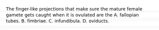 The finger-like projections that make sure the mature female gamete gets caught when it is ovulated are the A. fallopian tubes. B. fimbriae. C. infundibula. D. oviducts.