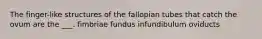 The finger-like structures of the fallopian tubes that catch the ovum are the ___. fimbriae fundus infundibulum oviducts