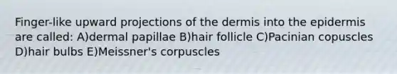 Finger-like upward projections of the dermis into the epidermis are called: A)dermal papillae B)hair follicle C)Pacinian copuscles D)hair bulbs E)Meissner's corpuscles