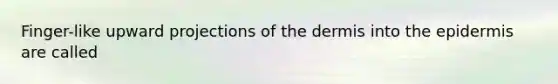Finger-like upward projections of the dermis into the epidermis are called