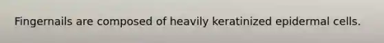 Fingernails are composed of heavily keratinized epidermal cells.