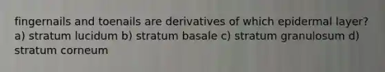 fingernails and toenails are derivatives of which epidermal layer? a) stratum lucidum b) stratum basale c) stratum granulosum d) stratum corneum