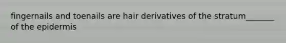 fingernails and toenails are hair derivatives of the stratum_______ of <a href='https://www.questionai.com/knowledge/kBFgQMpq6s-the-epidermis' class='anchor-knowledge'>the epidermis</a>