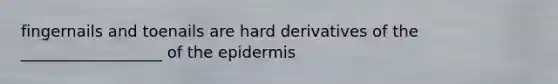 fingernails and toenails are hard derivatives of the __________________ of the epidermis