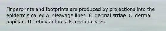 Fingerprints and footprints are produced by projections into the epidermis called A. cleavage lines. B. dermal striae. C. dermal papillae. D. reticular lines. E. melanocytes.