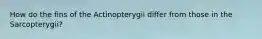 How do the fins of the Actinopterygii differ from those in the Sarcopterygii?