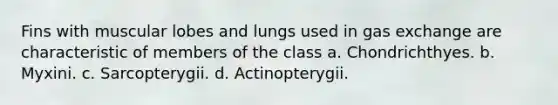 Fins with muscular lobes and lungs used in <a href='https://www.questionai.com/knowledge/kU8LNOksTA-gas-exchange' class='anchor-knowledge'>gas exchange</a> are characteristic of members of the class a. Chondrichthyes. b. Myxini. c. Sarcopterygii. d. Actinopterygii.