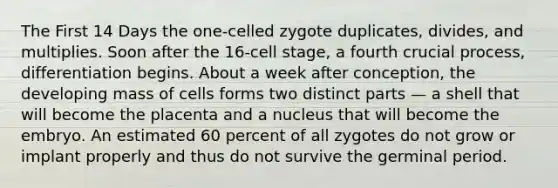 The First 14 Days the one-celled zygote duplicates, divides, and multiplies. Soon after the 16-cell stage, a fourth crucial process, differentiation begins. About a week after conception, the developing mass of cells forms two distinct parts — a shell that will become the placenta and a nucleus that will become the embryo. An estimated 60 percent of all zygotes do not grow or implant properly and thus do not survive the germinal period.