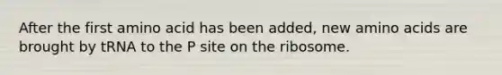 After the first amino acid has been added, new amino acids are brought by tRNA to the P site on the ribosome.