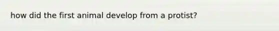 how did the first animal develop from a protist?