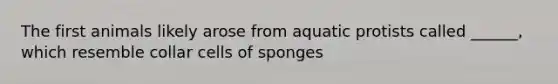 The first animals likely arose from aquatic protists called ______, which resemble collar cells of sponges