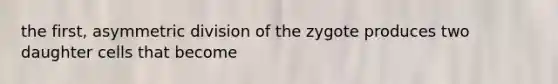 the first, asymmetric division of the zygote produces two daughter cells that become