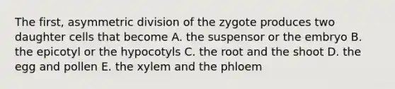 The first, asymmetric division of the zygote produces two daughter cells that become A. the suspensor or the embryo B. the epicotyl or the hypocotyls C. the root and the shoot D. the egg and pollen E. the xylem and the phloem