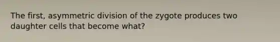 The first, asymmetric division of the zygote produces two daughter cells that become what?