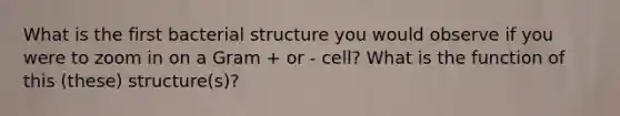 What is the first bacterial structure you would observe if you were to zoom in on a Gram + or - cell? What is the function of this (these) structure(s)?