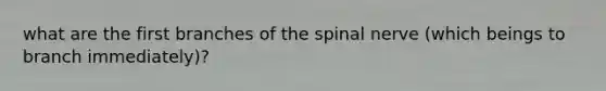 what are the first branches of the spinal nerve (which beings to branch immediately)?