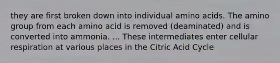 they are first broken down into individual amino acids. The amino group from each amino acid is removed (deaminated) and is converted into ammonia. ... These intermediates enter cellular respiration at various places in the Citric Acid Cycle