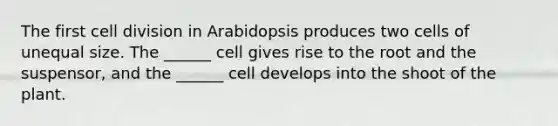 The first cell division in Arabidopsis produces two cells of unequal size. The ______ cell gives rise to the root and the suspensor, and the ______ cell develops into the shoot of the plant.